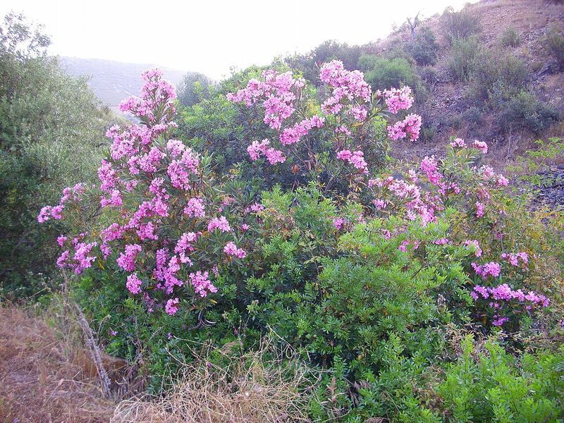 Oleander