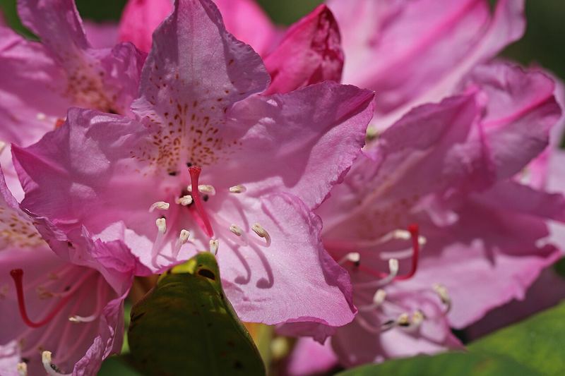 Pacific Rhododendron