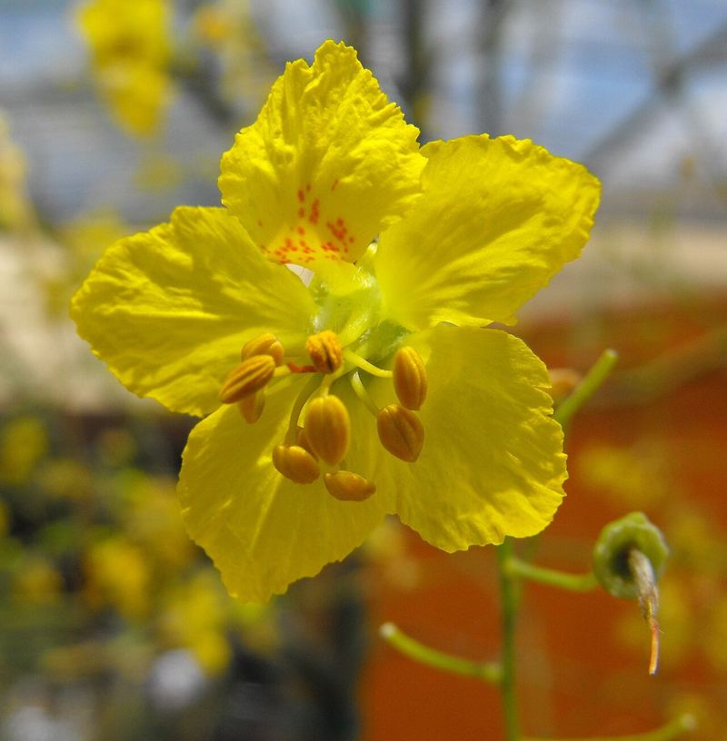 Desert Museum' Palo Verde