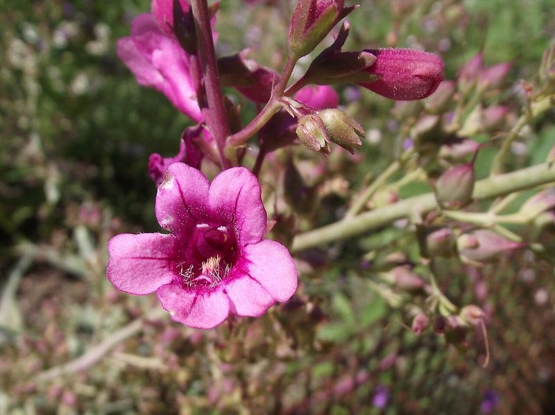 Parry's Penstemon