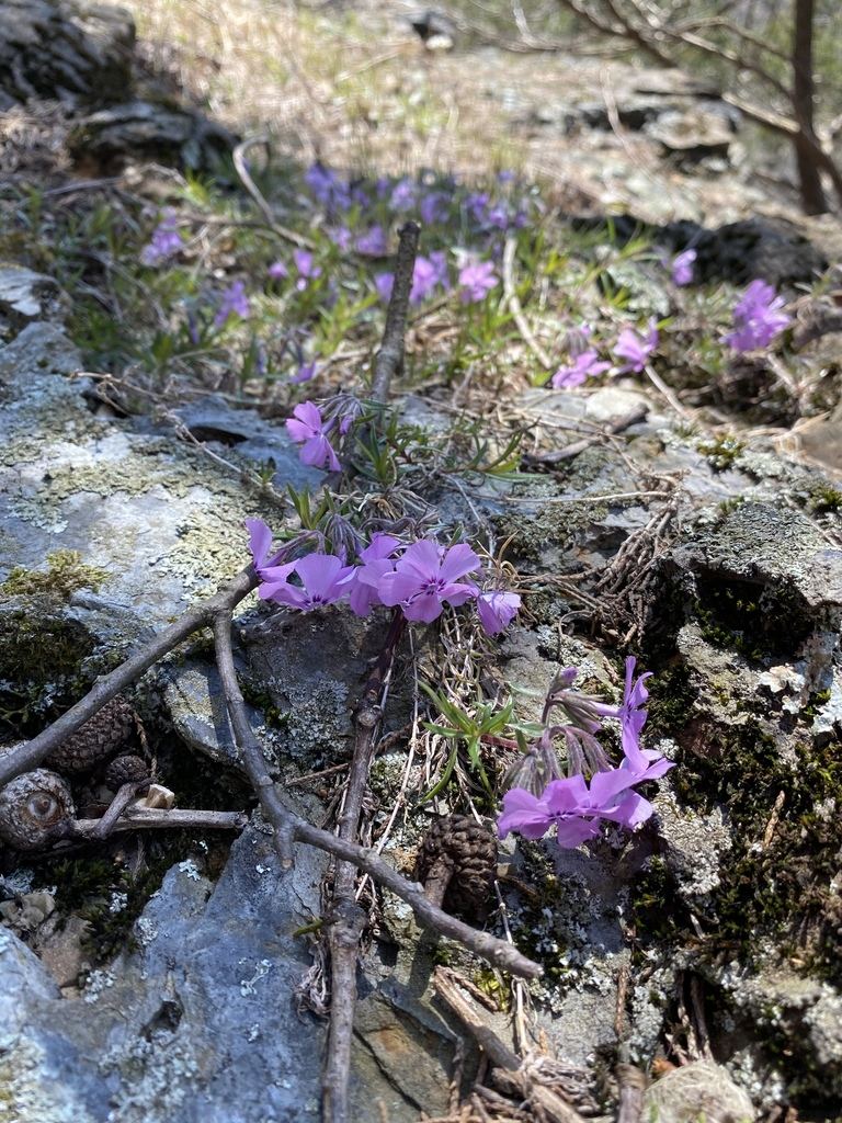 Creeping Phlox