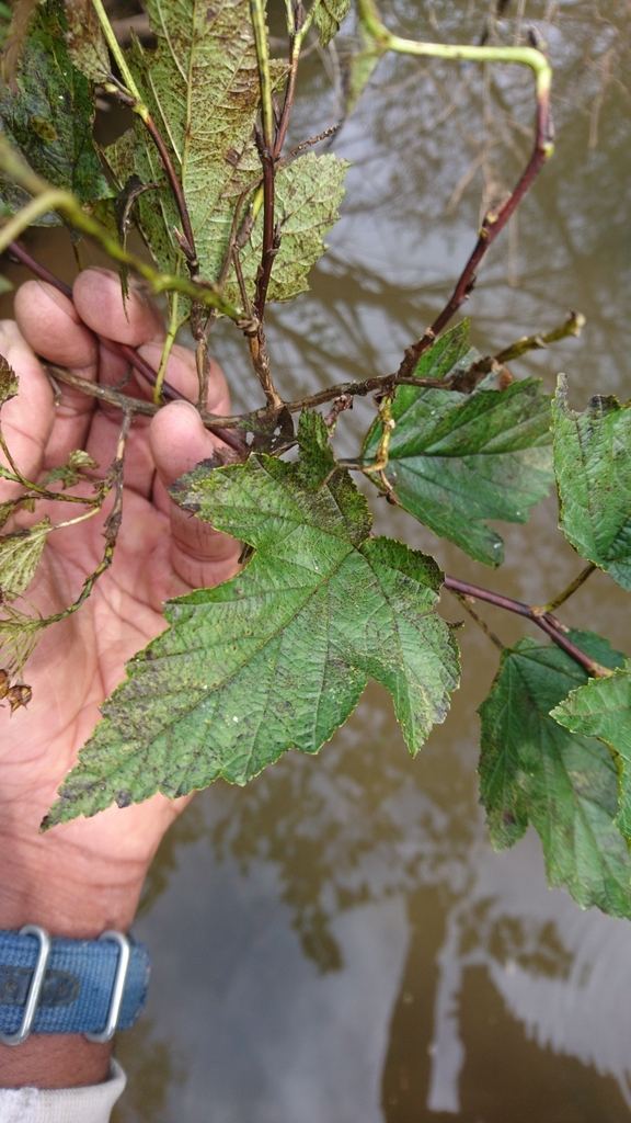 Common Ninebark