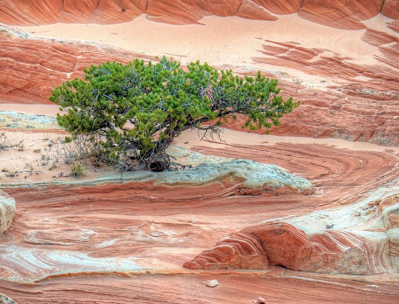 Pinyon Pine