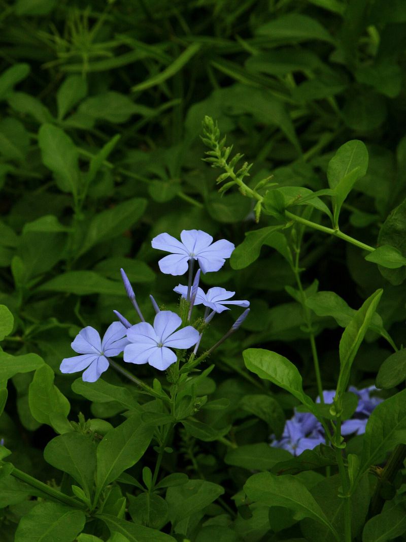 Blue Plumbago