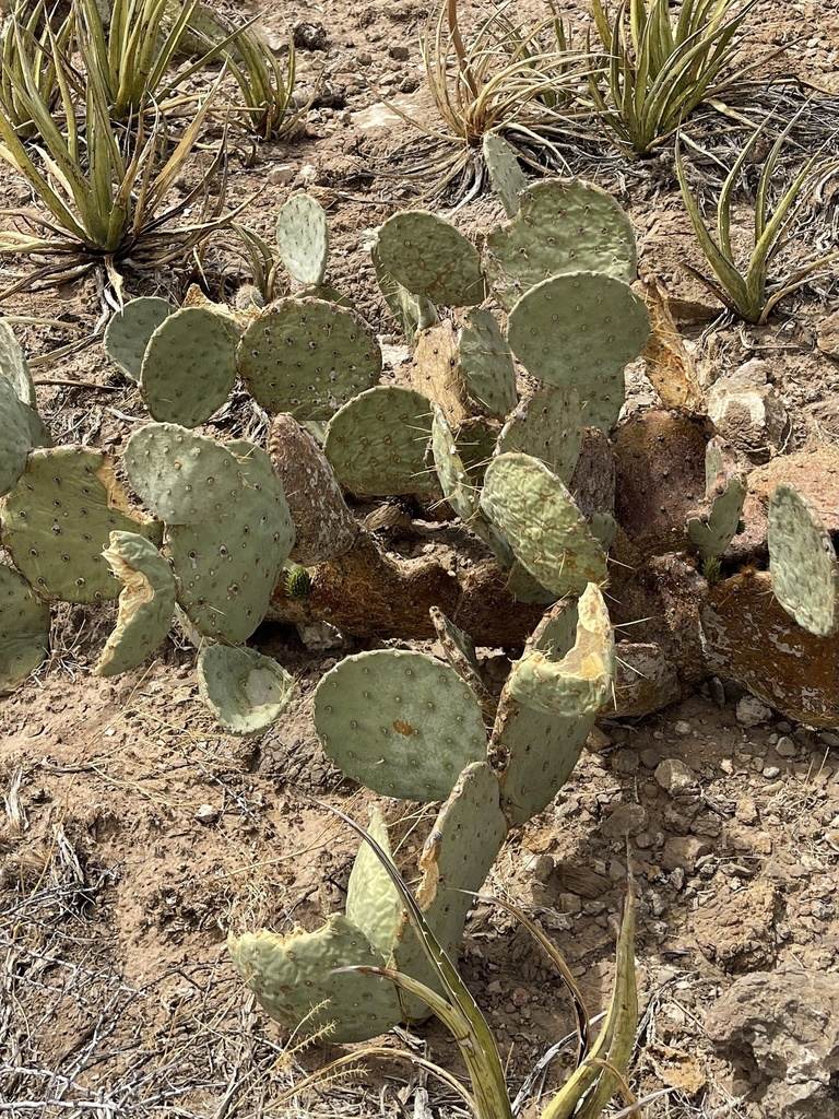 Prickly Pear Cactus