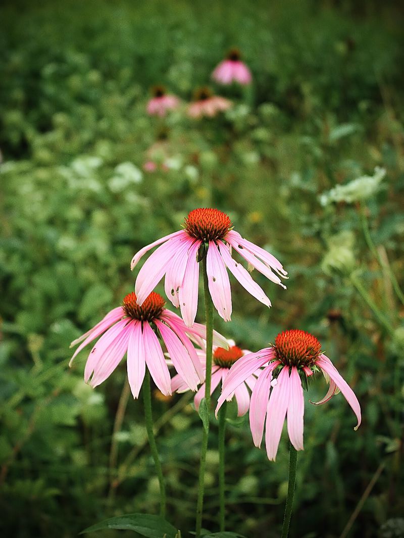 Purple Coneflower