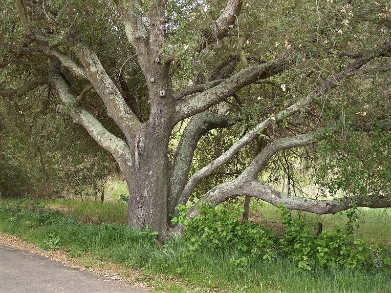 Coast Live Oak