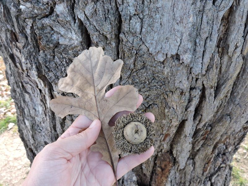 Bur Oak