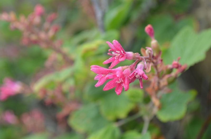 Red Flowering Currant