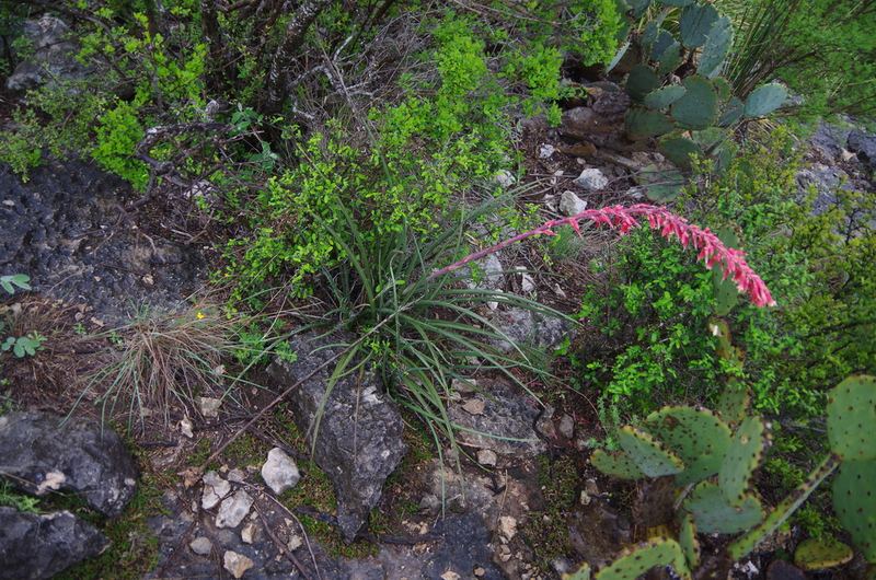 Red Yucca