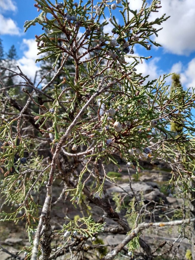 Rocky Mountain Juniper