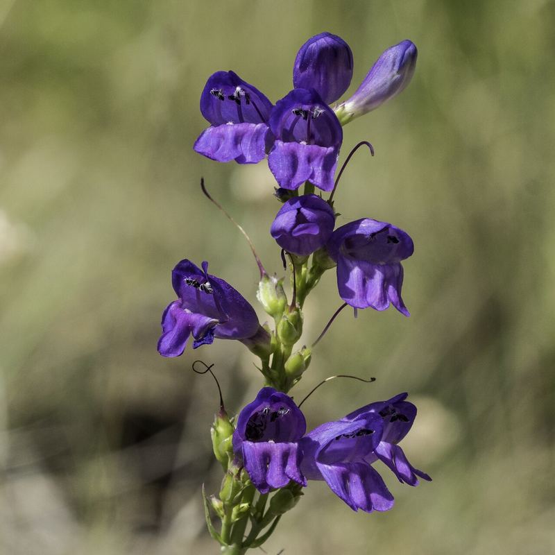 Rocky Mountain Penstemon