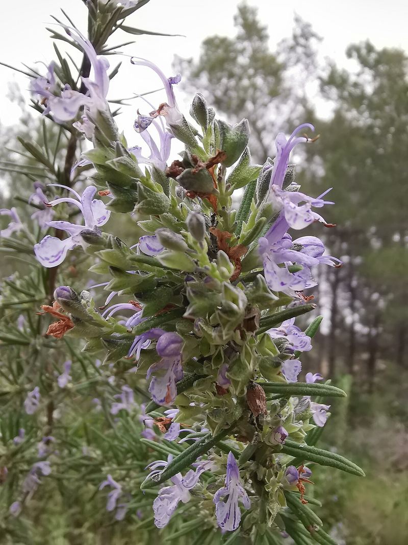 Rosemary