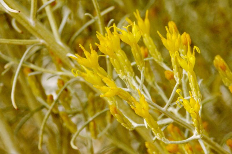 Rubber Rabbitbrush