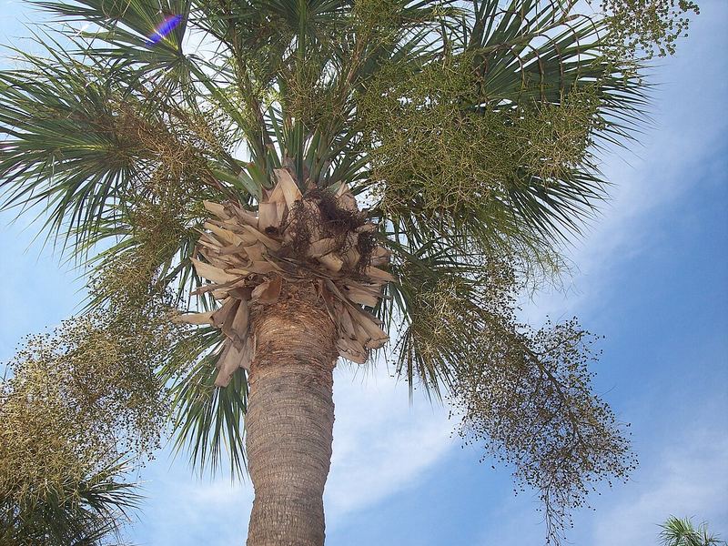 Cabbage Palm (Sabal Palm)