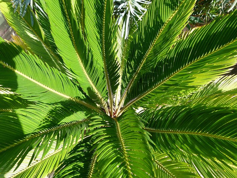 Sago Palm