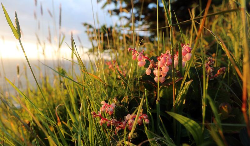 Salal