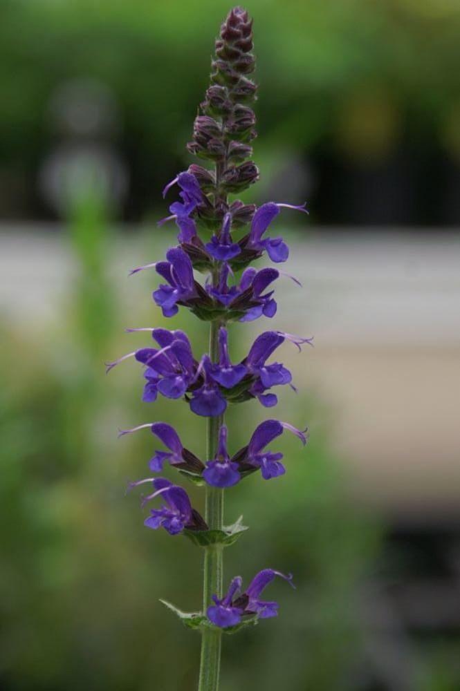 Meadow Sage
