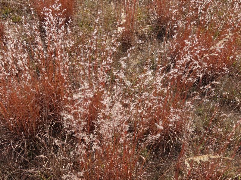 Little Bluestem