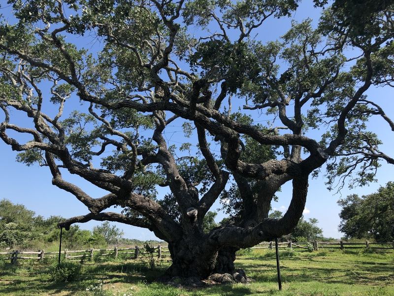Southern Live Oak