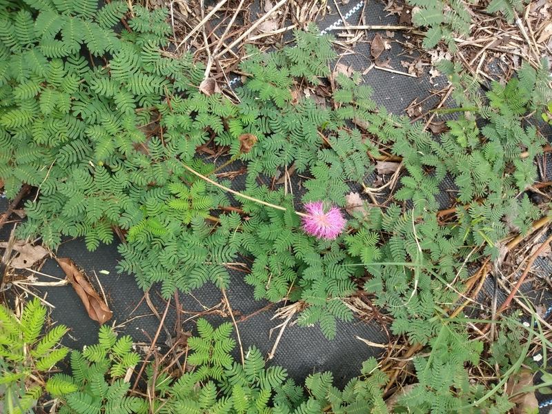 Sunshine Mimosa (Powderpuff)