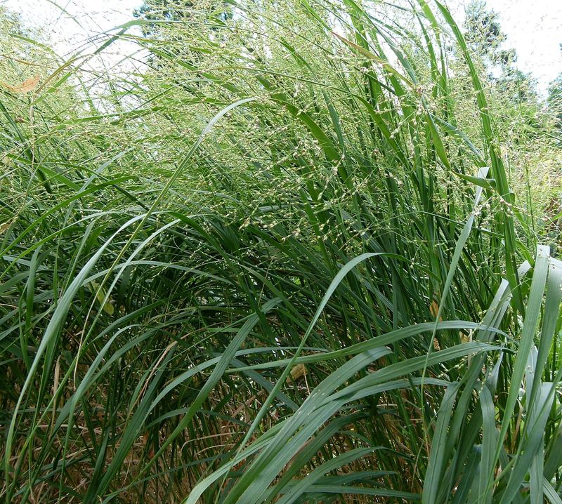 Switchgrass
