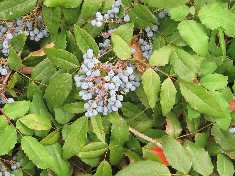 Tall Oregon Grape