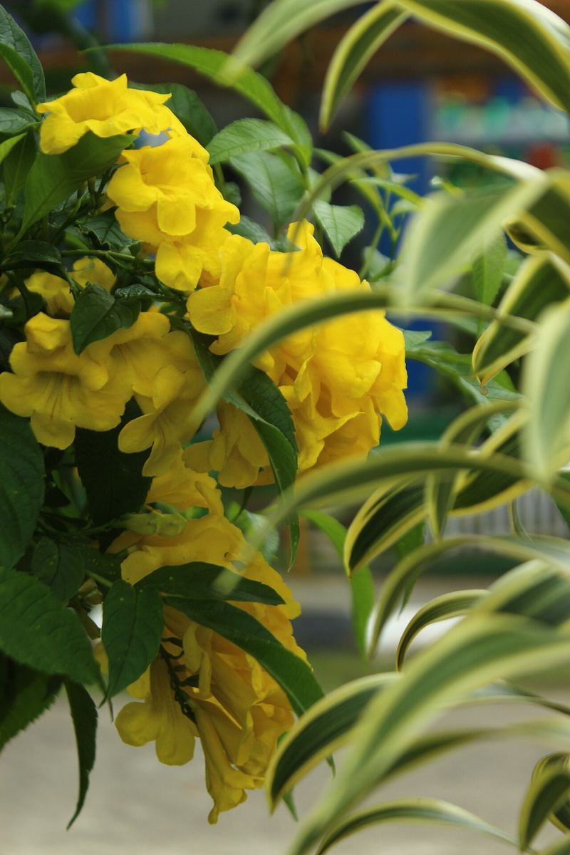 Yellow Bells (Esperanza)