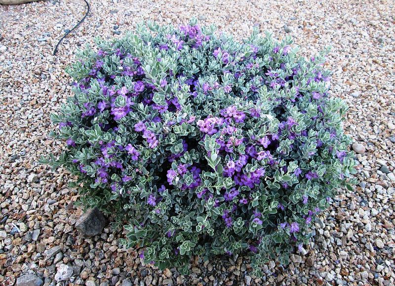 Texas Sage (Cenizo)