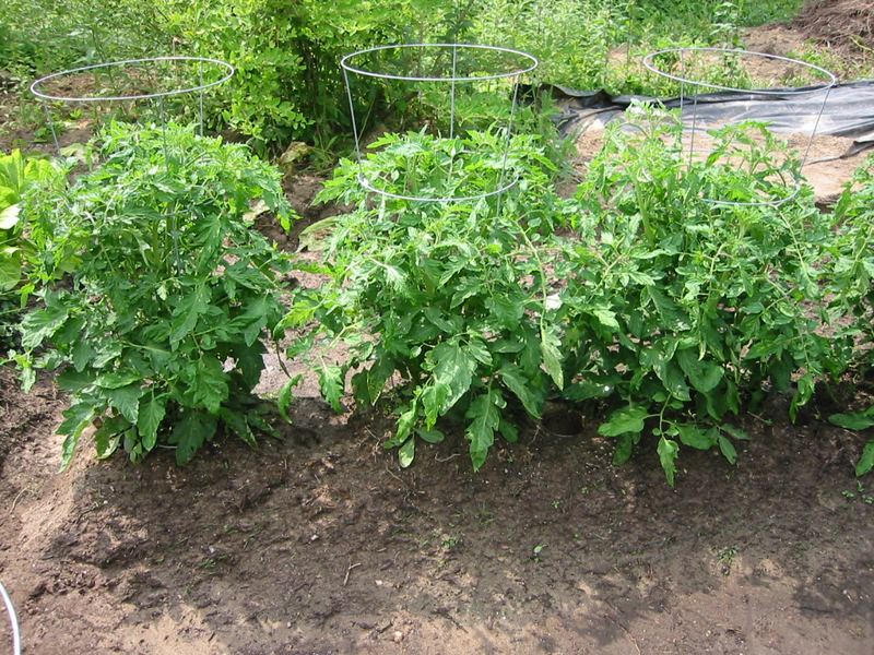 Tomato