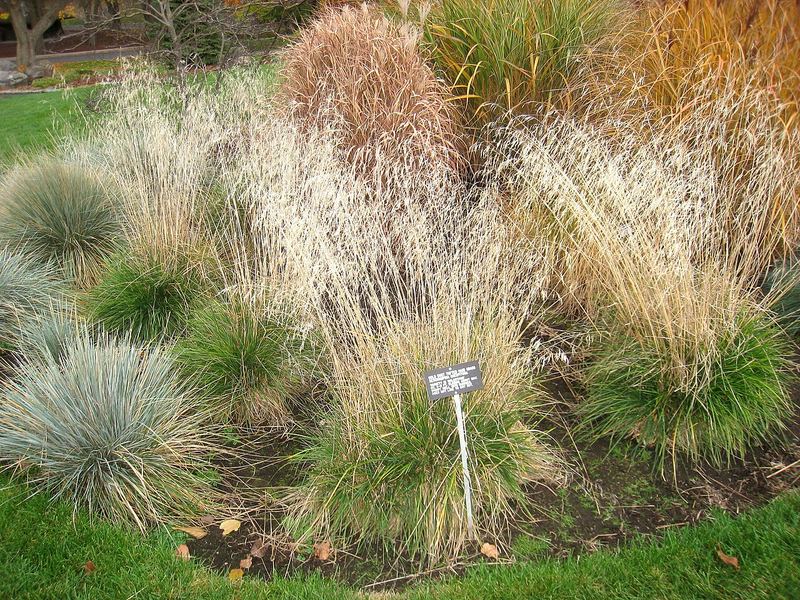 Tufted Hair Grass