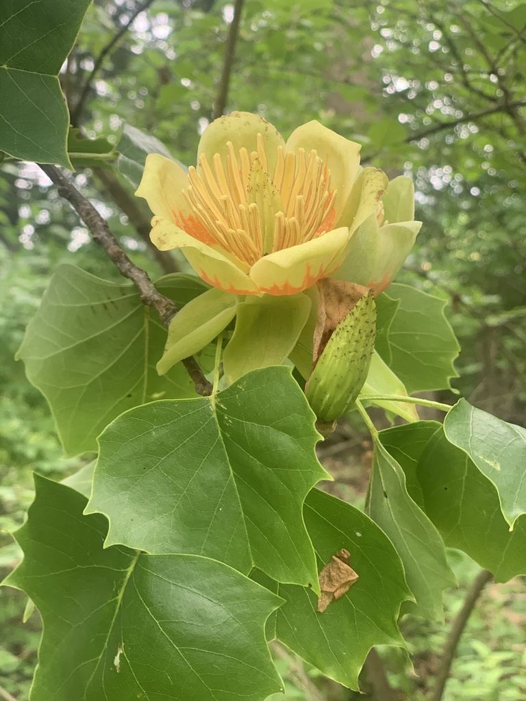 Tulip Poplar