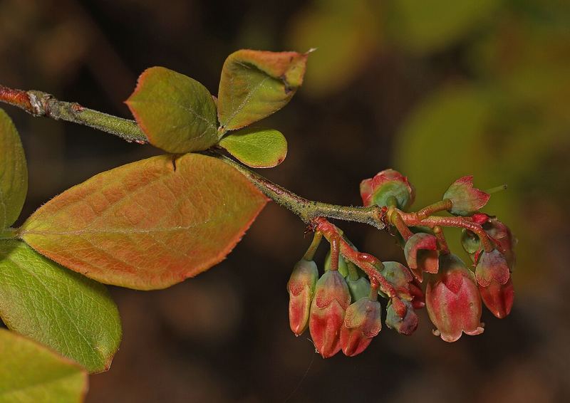 Highbush Blueberry