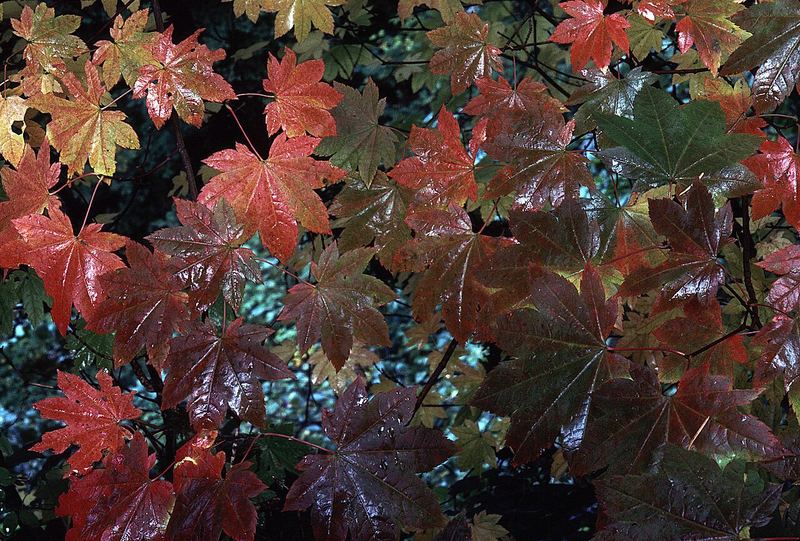 Vine Maple
