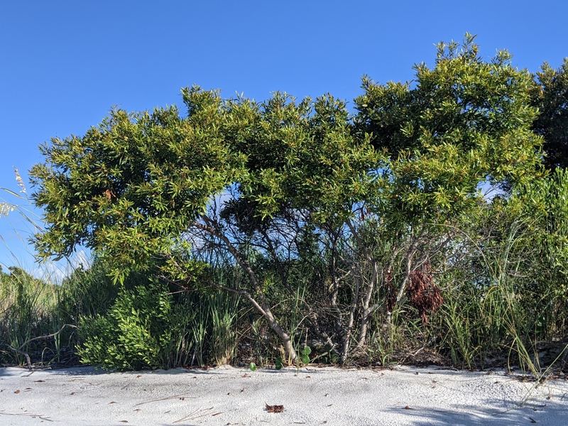 Southern Wax Myrtle