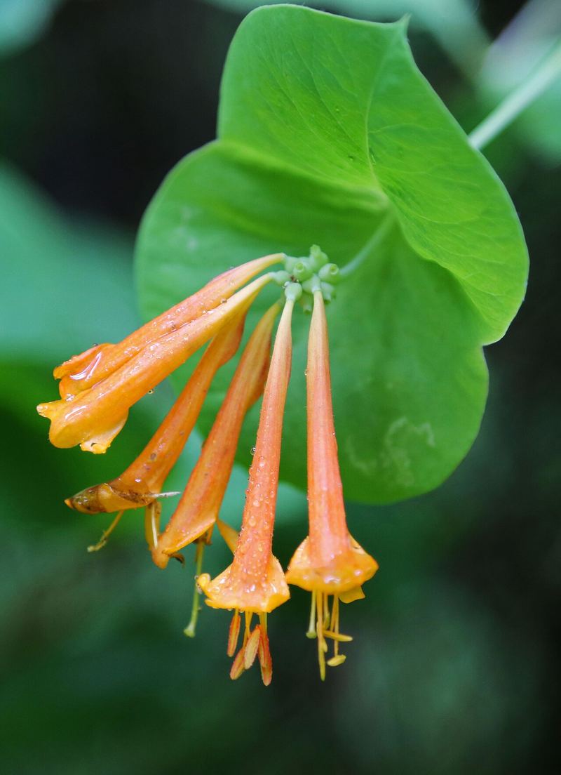 Western Trumpet Honeysuckle