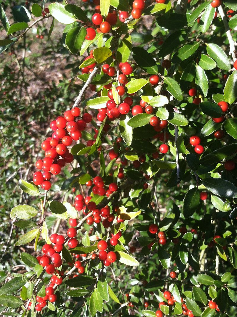 Yaupon Holly