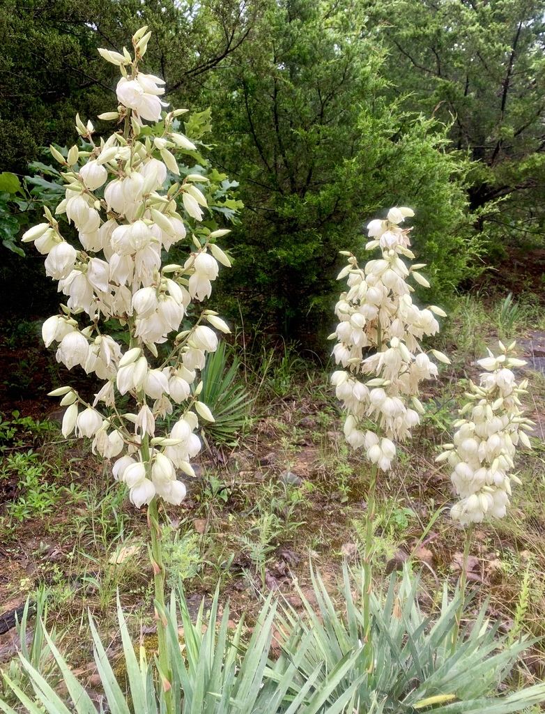 Adam's Needle Yucca