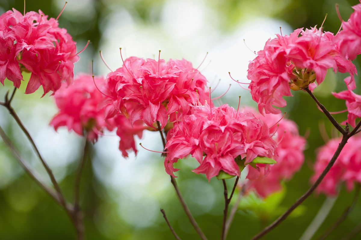 Close-up of pink azalea blossoms in full bloom