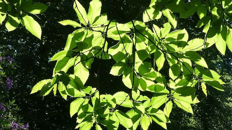 Sunlight glowing through fresh green leaves against a shaded garden background