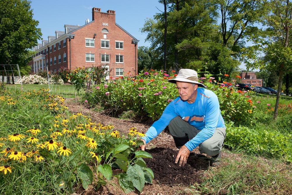 A gardener kneeling to spread mulch around blooming black-eyed Susans in a sunny flower bed