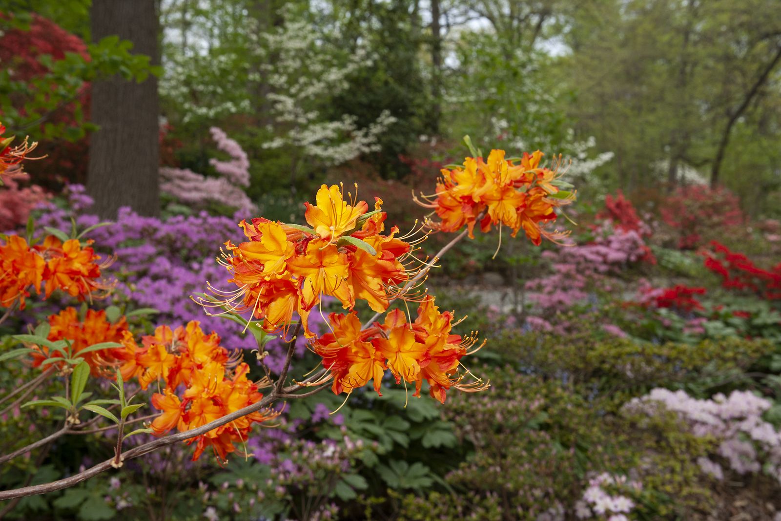 Orange flame azaleas blooming against beds of pink and purple azaleas in a lush garden. Photo by Steve Ausmus, USDA ARS, public domain